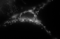  black and white image of cell